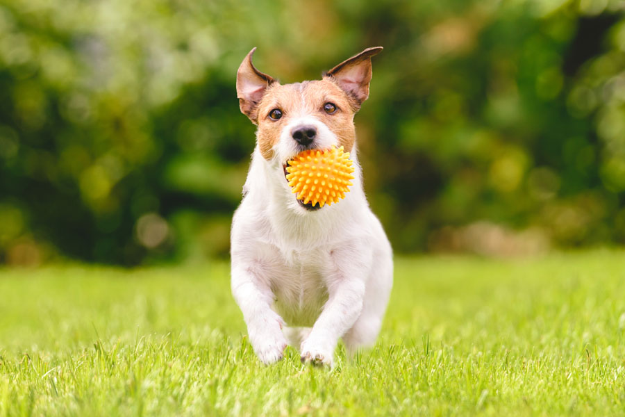 Pet-Insurance-Family-Dog-Running-With-Play-Ball